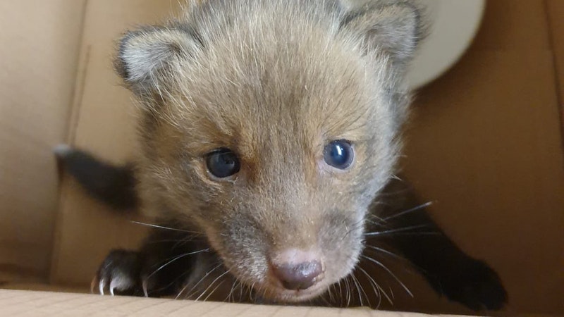 Ian the fox cub rescued by firefighters after getting stuck in wall ...