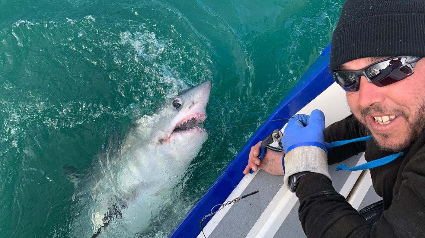 Porbeagle shark outlet watch