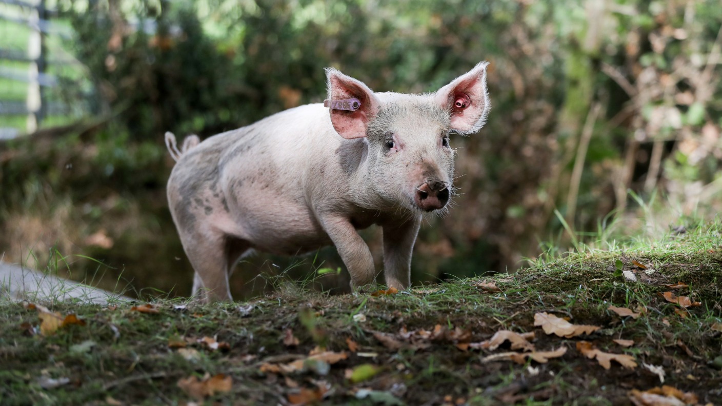 frankenstein-scientists-spark-life-into-pig-brains-fours-hours-after