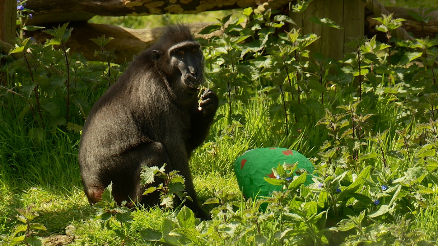 Animals at Jersey Zoo get an Easter surprise ITV News Channel
