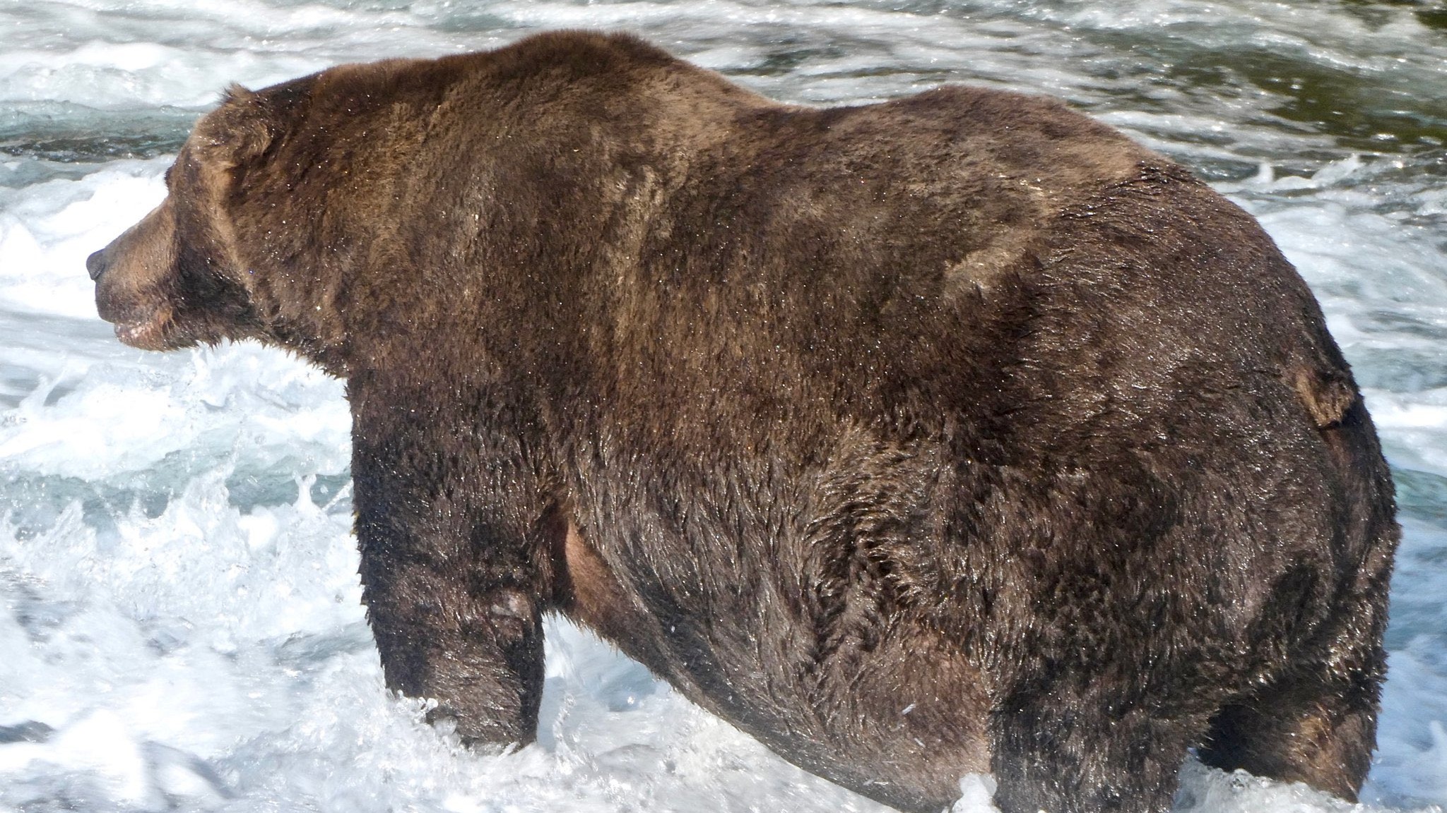 Fat Bear Week 2020 crowns 'fat and fabulous' winner ITV News