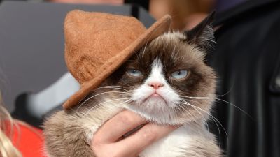 Internet meme Grumpy Cat dies aged seven | ITV News