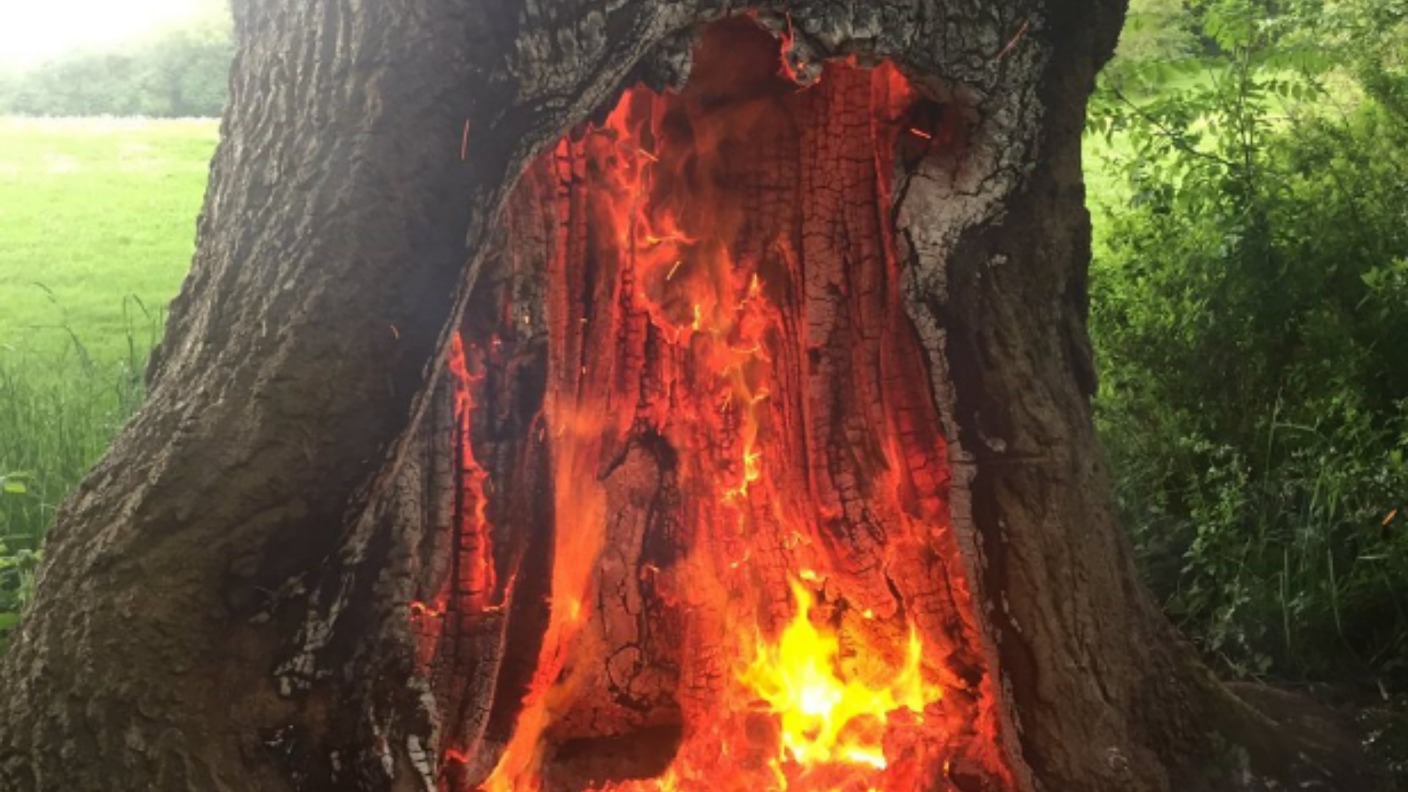 250-year-old oak tree destroyed after it was set on fire | ITV News Central