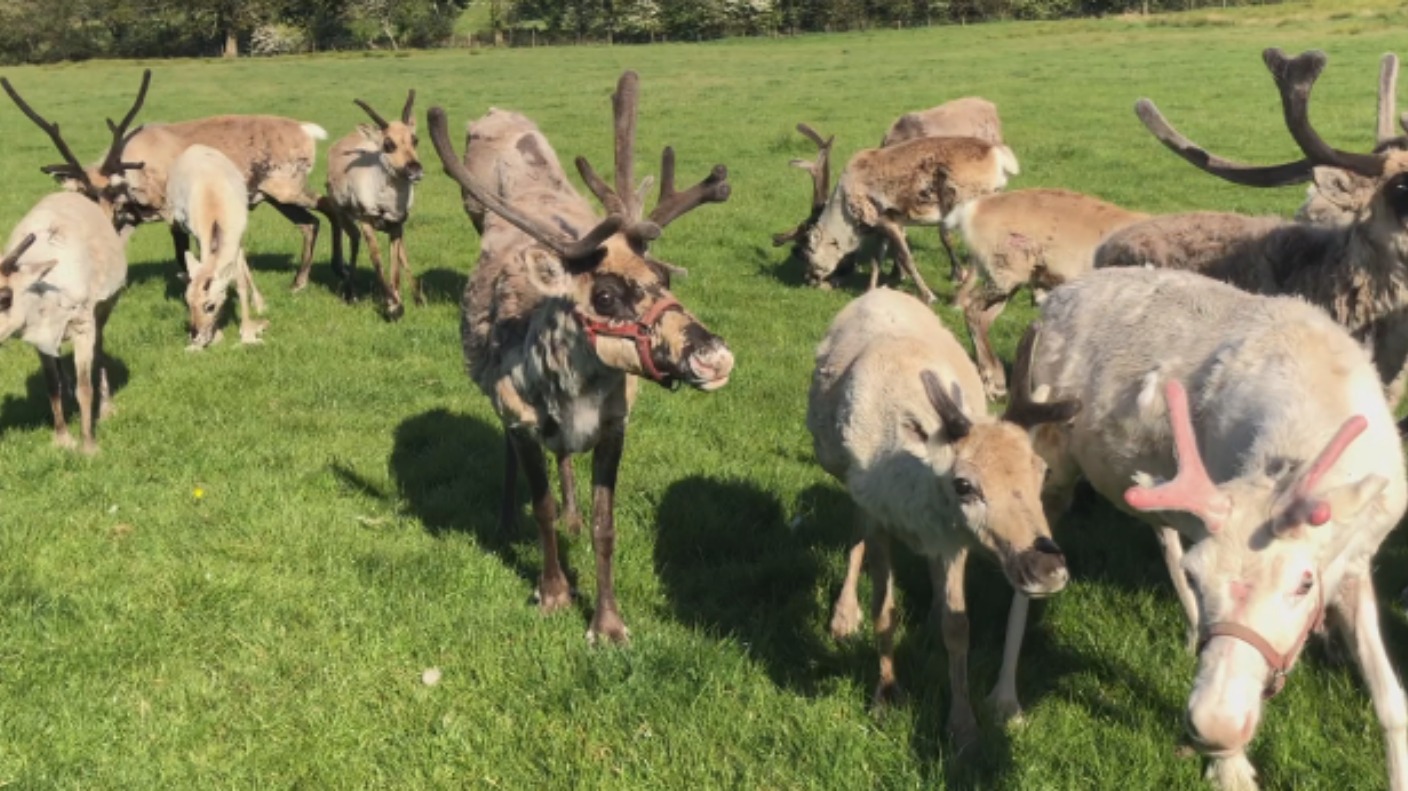 New reindeer calves 'thriving' in Gower ITV News Wales