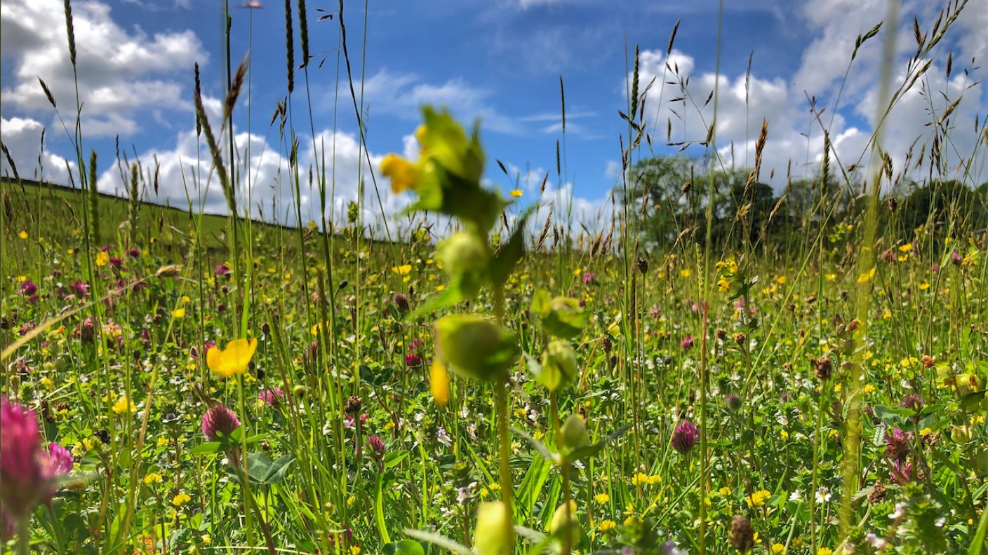 Pollen Count Unsettled weather is good news for hayfever sufferers