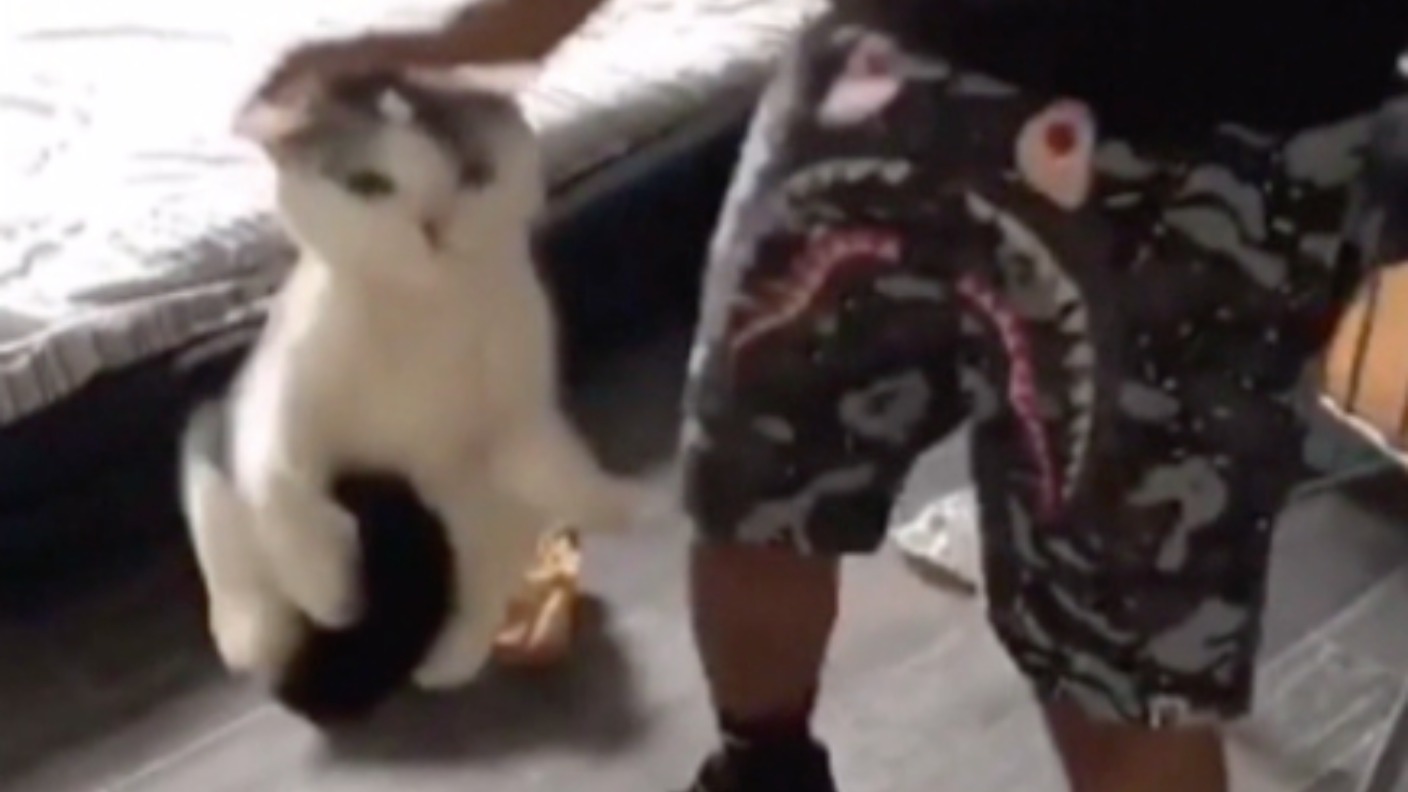 Watch: Man violently beats cat in Snapchat video | ITV News Central