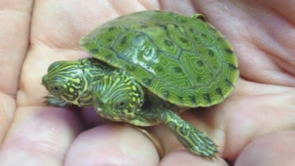 Two-headed turtle gets first unique glimpse of the world | ITV News