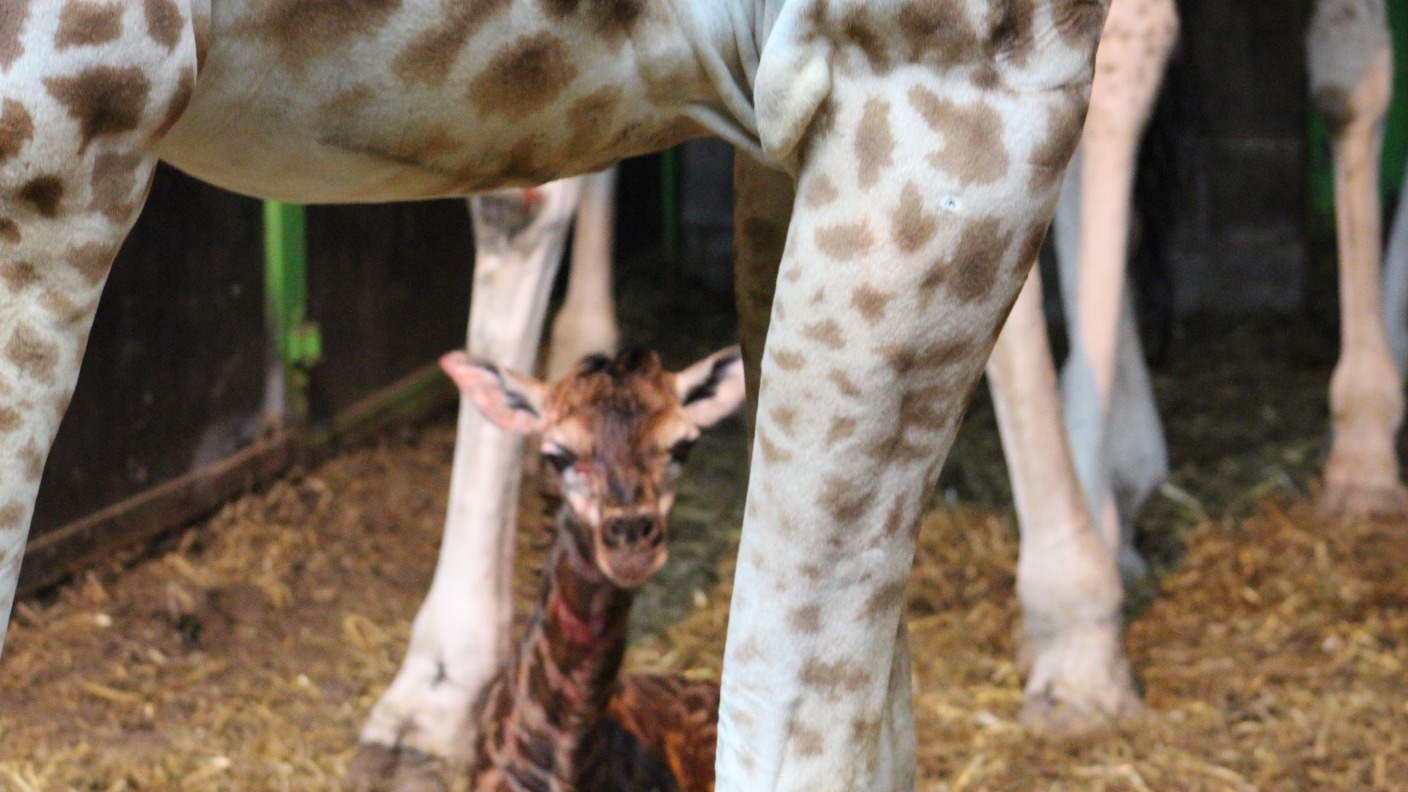 Belfast Zoo Thrilled By Birth Of Endangered Baby Giraffe Utv Itv News