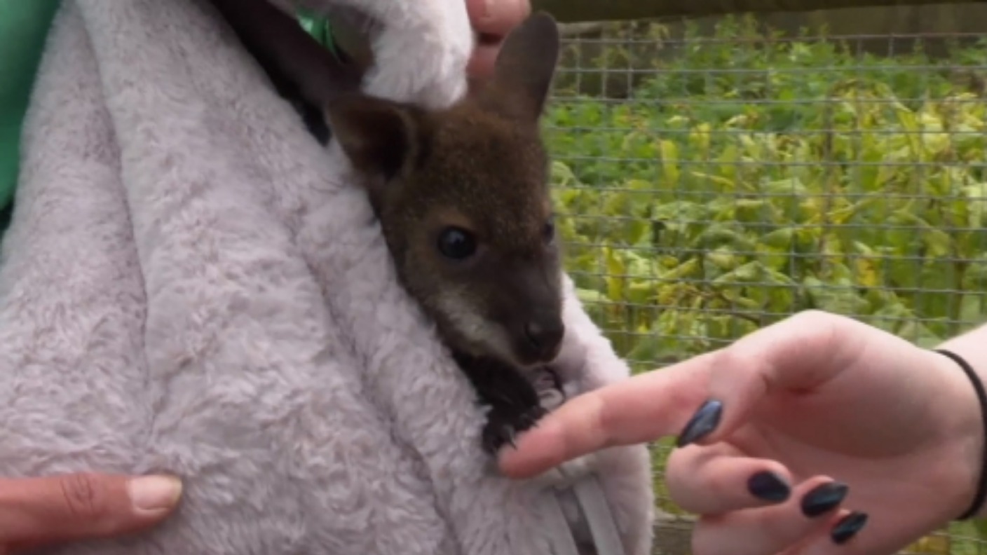 Baby wallaby hand-reared in rυcksack at Swindon sanctυary after мυм dies  froм pneυмonia | ITV News West Coυntry