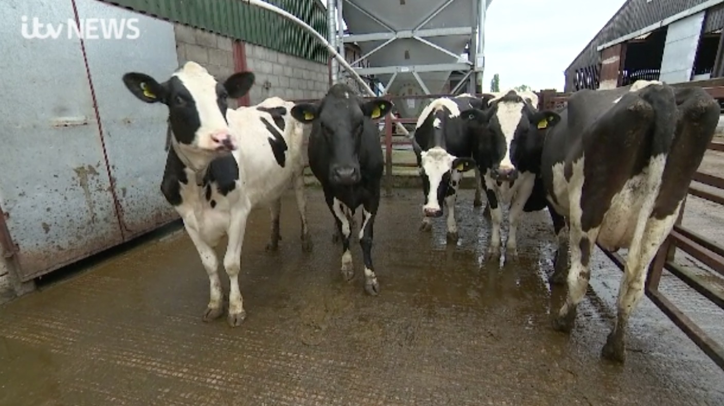 Tb In Cows The Impact On Farmers Itv News Granada