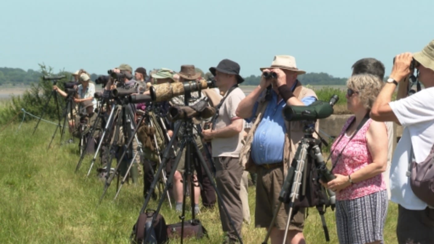 Thousands Of Birdwatchers Flock To Slimbridge To See Rare Little Bustard Itv News West Country