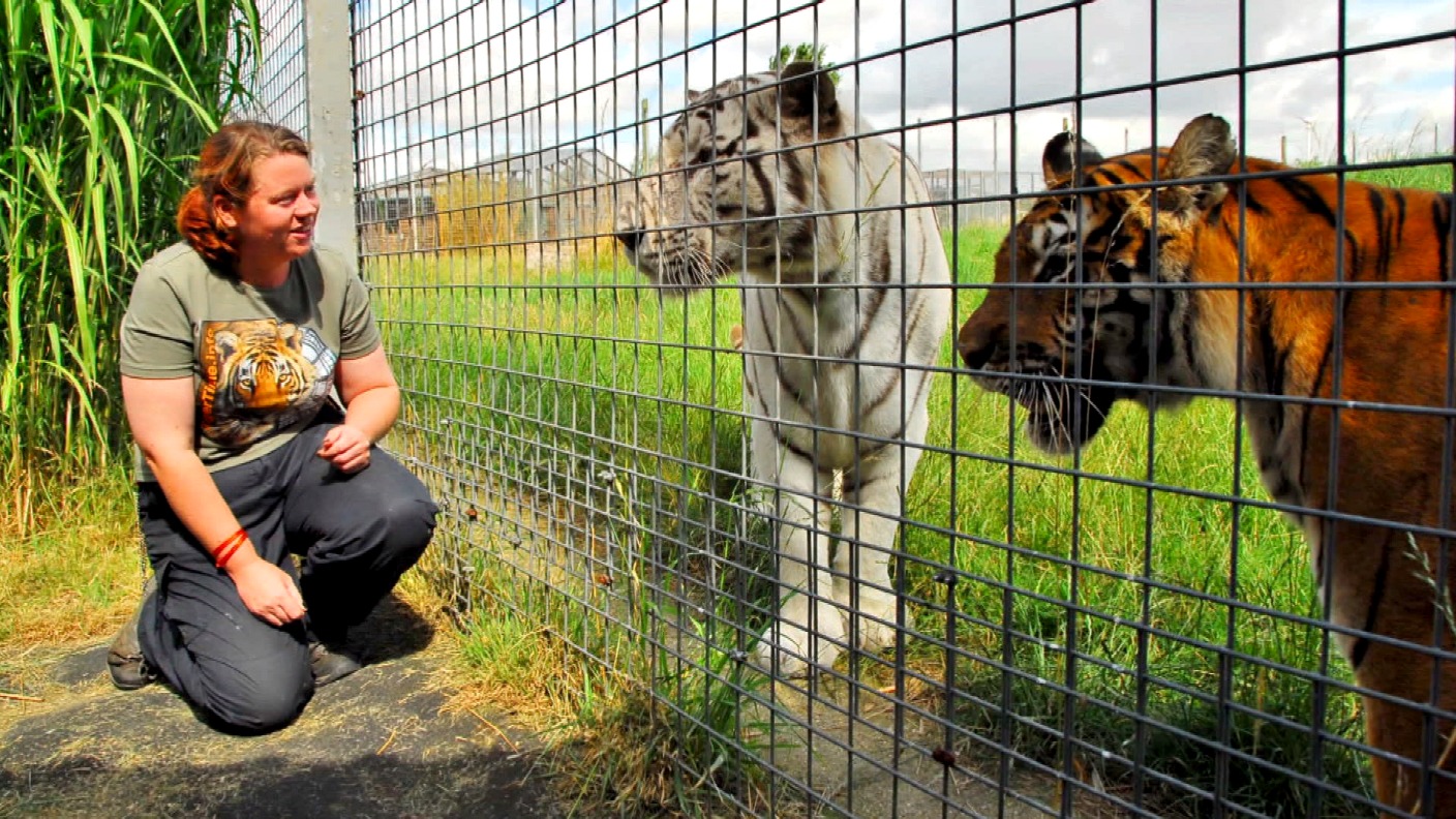 Visitor spotted dead zoo keeper in tiger's enclosure, inquest hears ...