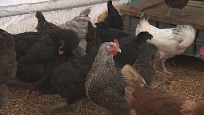 With more cases of Avian Flu in the UK, owners of poultry and captive birds in West Sussex are urged to take precautions.