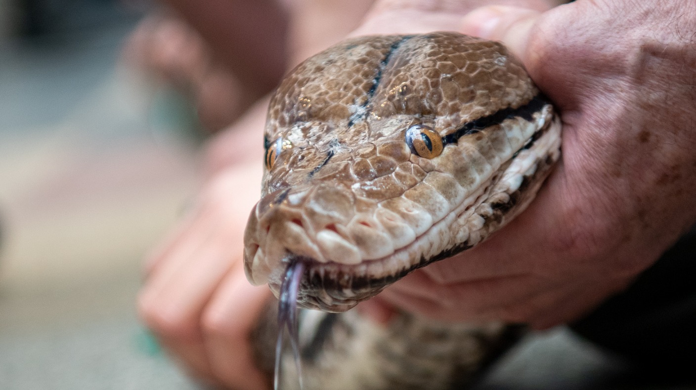 Missing 9ft snake recaptured after five days on the loose in Cambridge ...