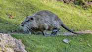  The Beast Of The East Giant Rat like Creature Spotted For The First 