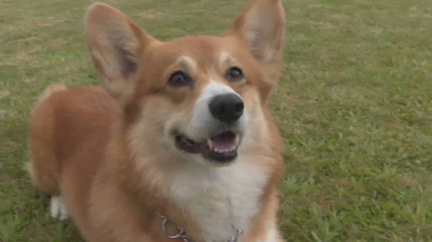 How corgis became the hottest dog of 2019