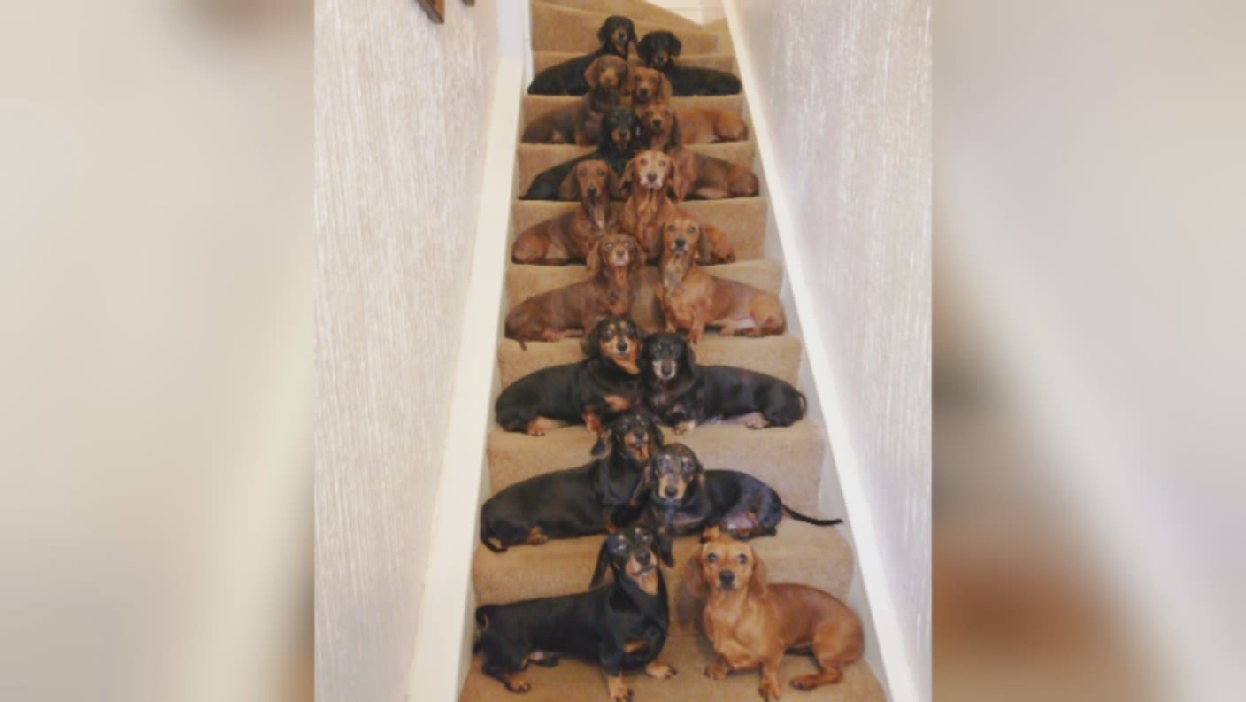 Sausage dogs 2025 on stairs