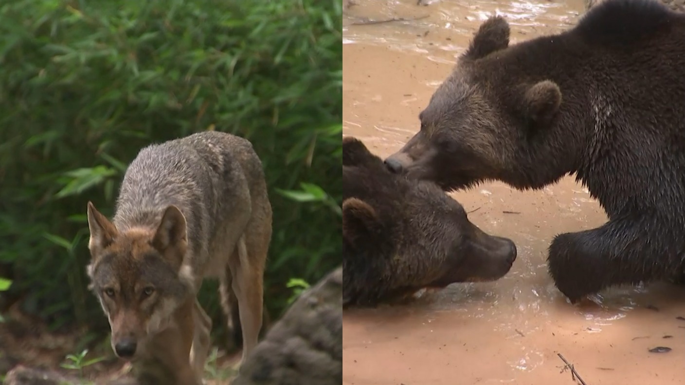 Bears and wolves to be reintroduced to woods near Bristol in pioneering ...