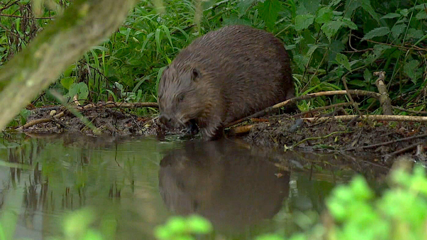 Beaver dams helping reduce flooding risk | ITV News Anglia