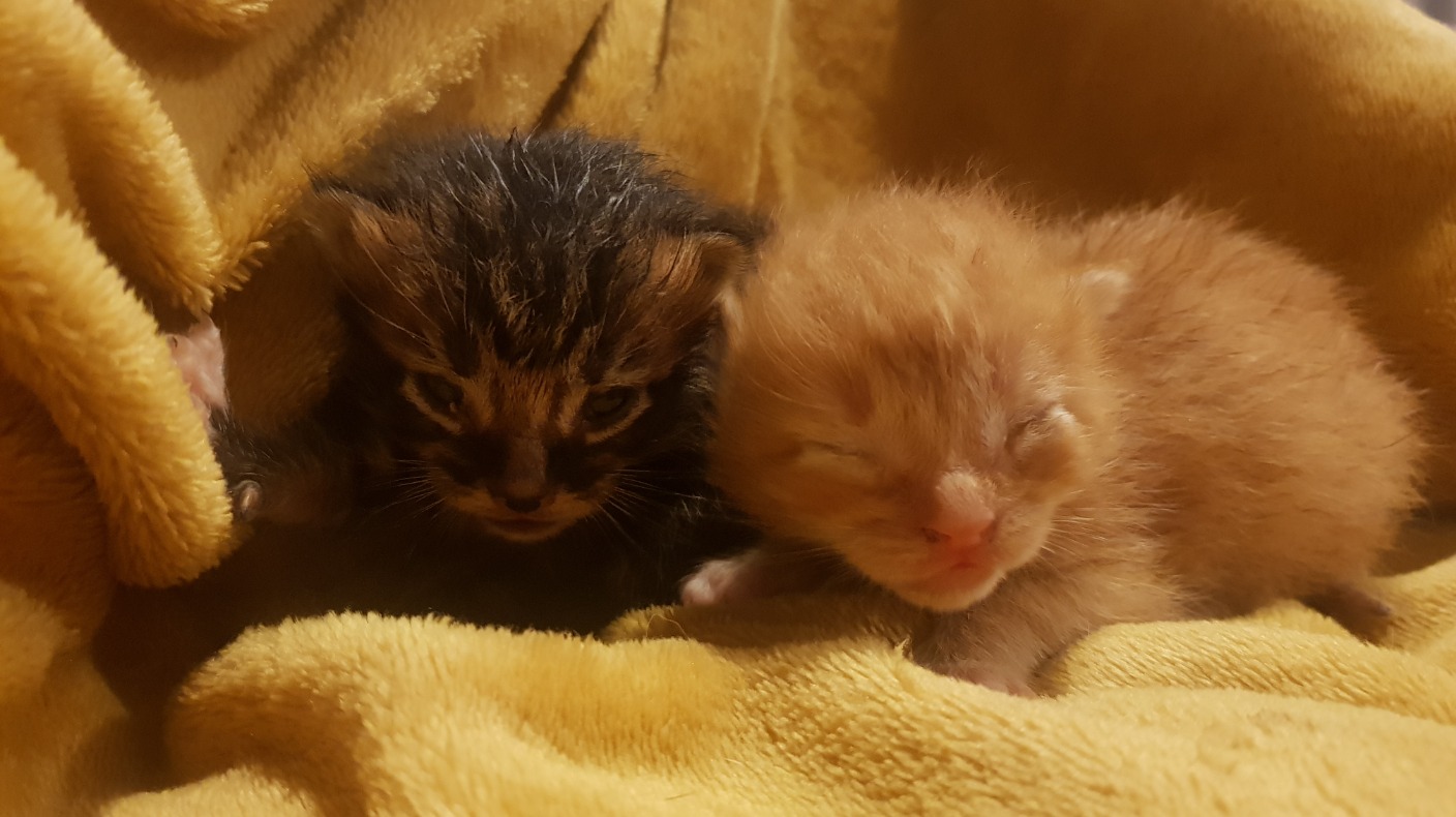 Newborn 2024 ginger kittens