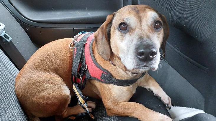 Is this Britain's loneliest dog? Charlie still looking for home after 500  days at RSPCA | ITV News West Country
