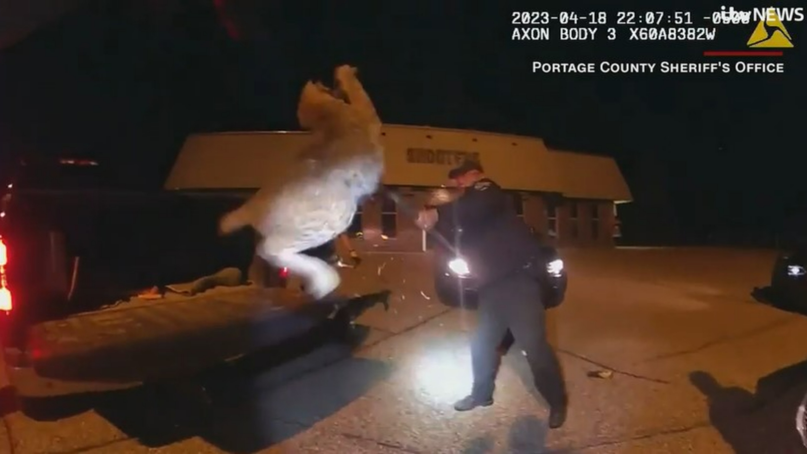 Wisconsin: 'Baffled' rescuers free trapped bobcat from car grille | ITV ...