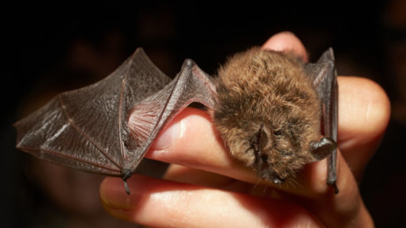 Celebrations for Bat Week | ITV News Channel