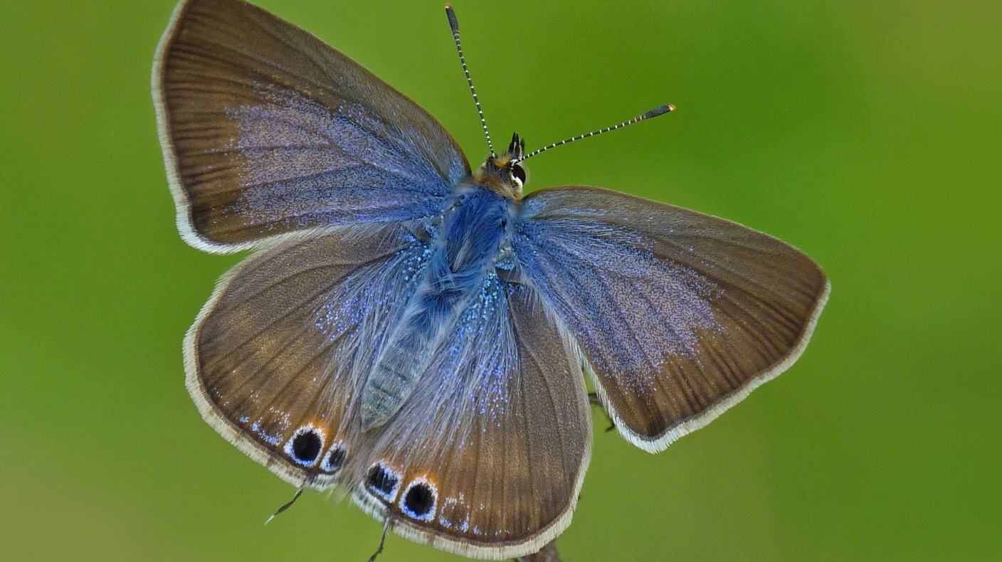 very-rare-butterfly-spotted-near-bridgend-itv-news-wales