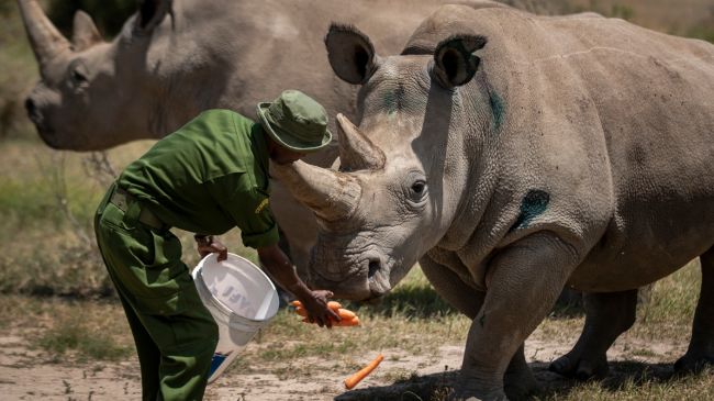Scientist Create Two Northern White Rhino Embryos Potentially Doubling Their Population Itv News