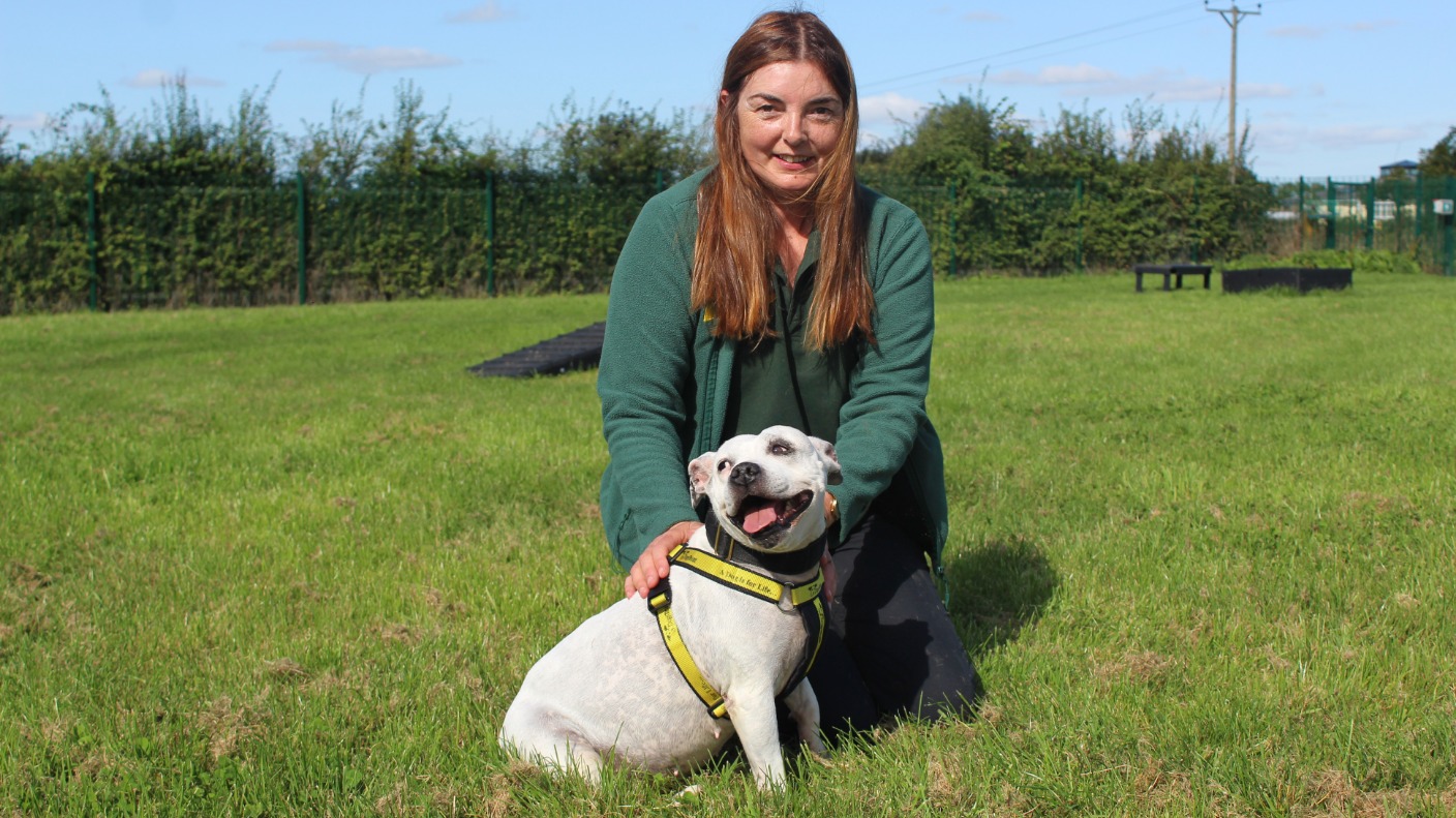 oldest staffordshire bull terrier