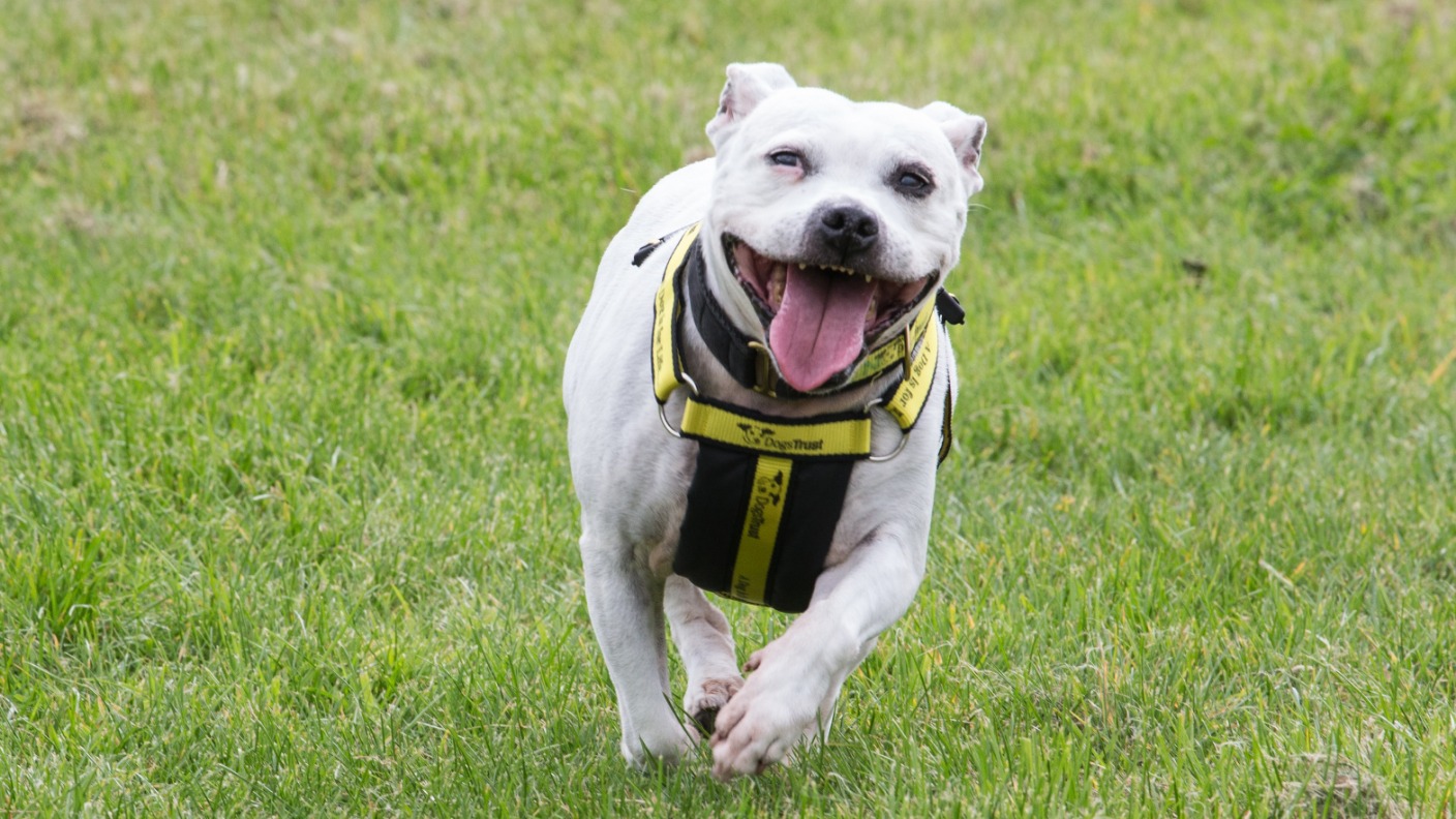 Staffie white hot sale