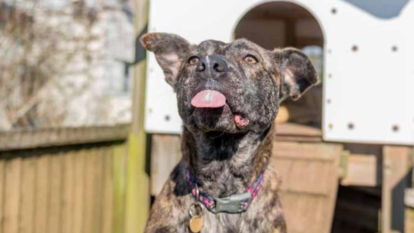 'Britain's Loneliest Dog' To Spend 1000th Night In Bath Kennels | ITV ...