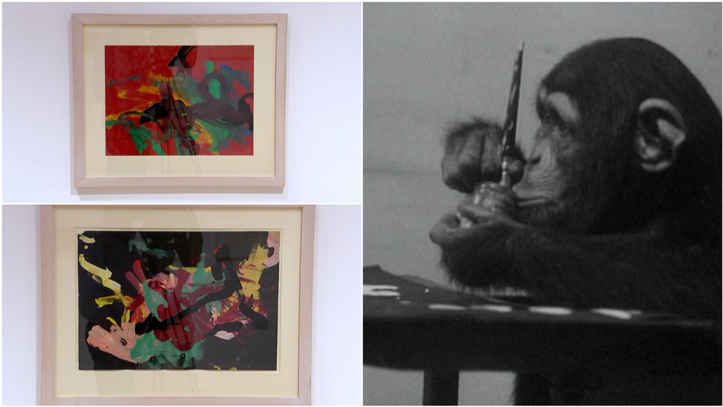 He's no Banksy, but Congo the chimpanzee's paintings still tipped to fetch £200,000 ITV News