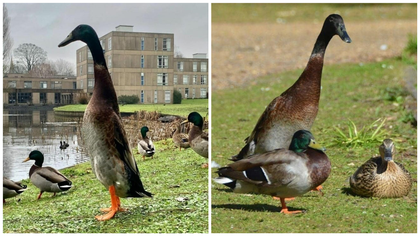 York University "tallest duck" named Long Boi goes viral | ITV News Calendar