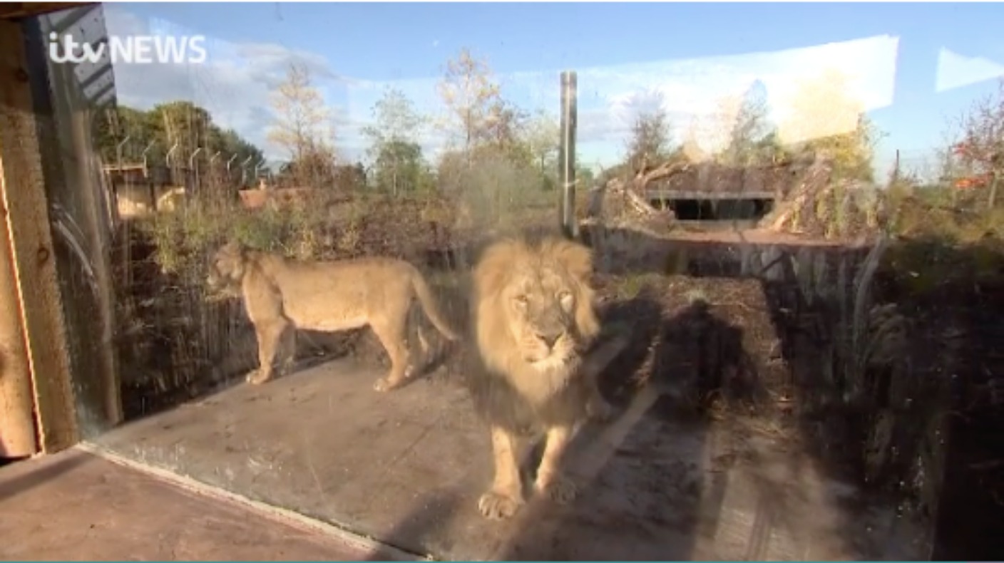 New Lion Enclosure Opens At Chester Zoo | ITV News Granada