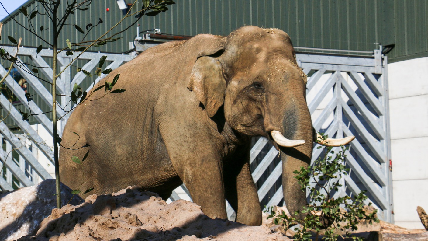 blackpool-zoo-welcomes-new-elephant-itv-news-granada