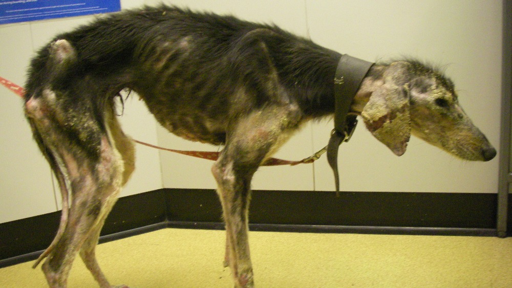 Emaciated dog's bones showed through her skin | ITV News Calendar
