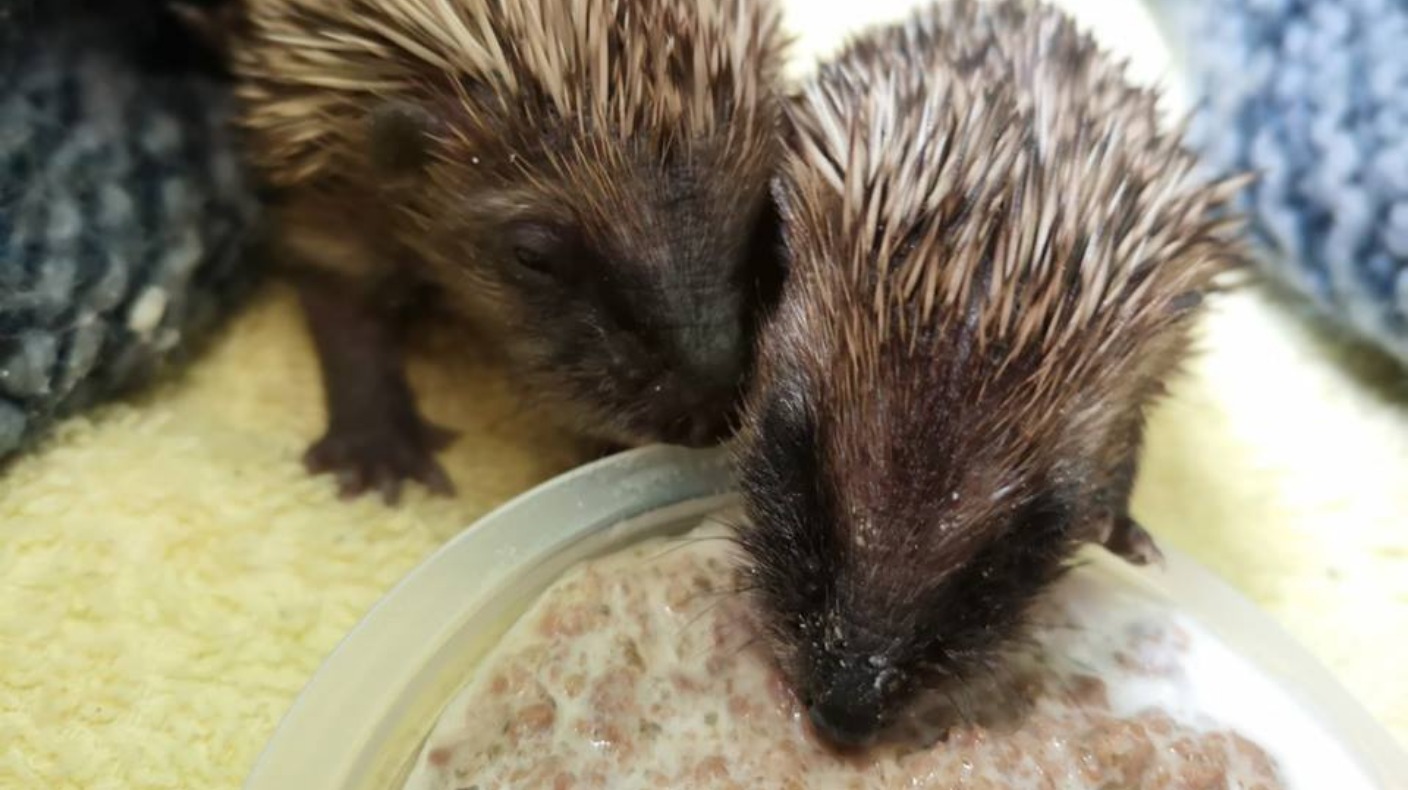 Big rise in Hedgehog rescues across the east | ITV News Anglia