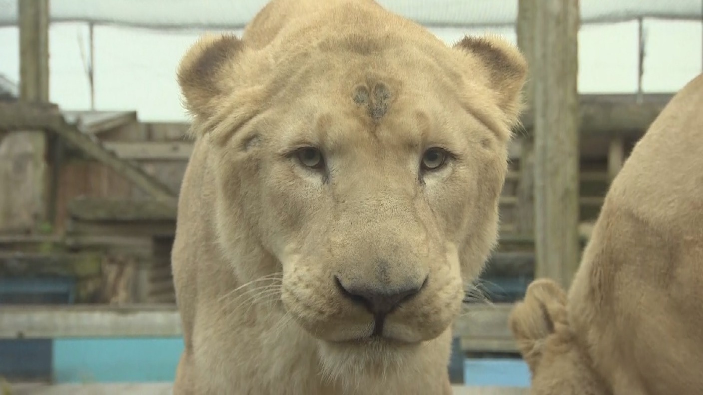 are dogs allowed in lincolnshire wildlife park