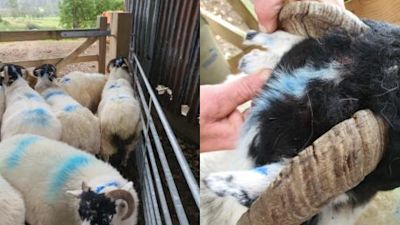 Stolen sheep North Yorkshire tyne tees