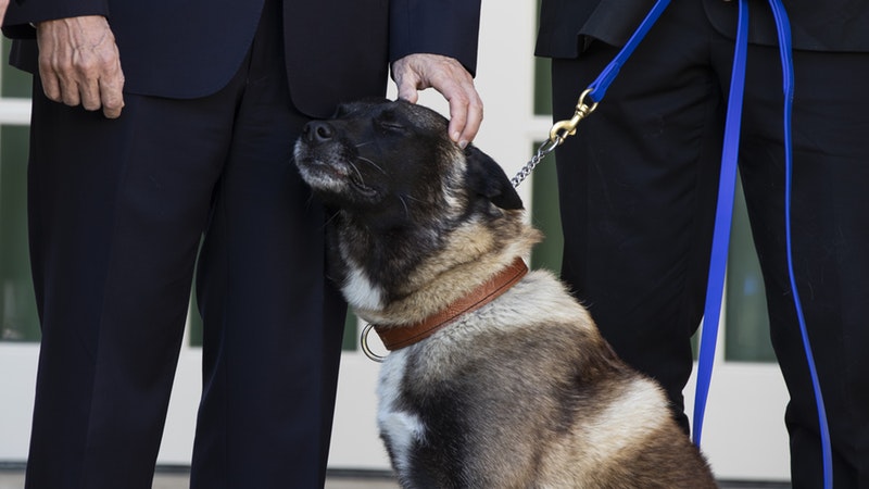 Dog injured in al-Baghdadi raid gets hero’s welcome at White House ...