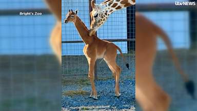 Spotless giraffe, thought to be the only one in the world, born at zoo