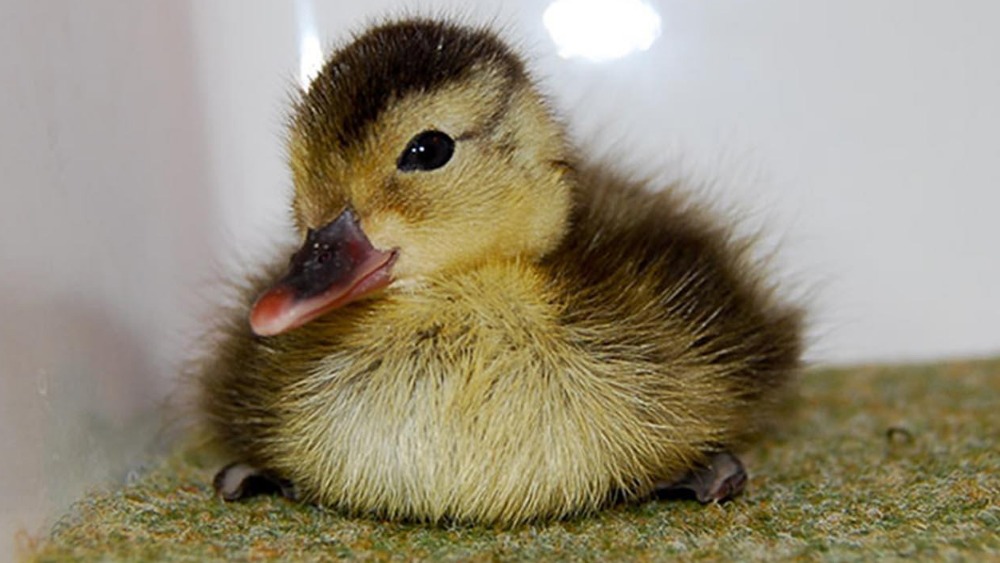 world-s-rarest-duck-is-bred-in-captivity-itv-news