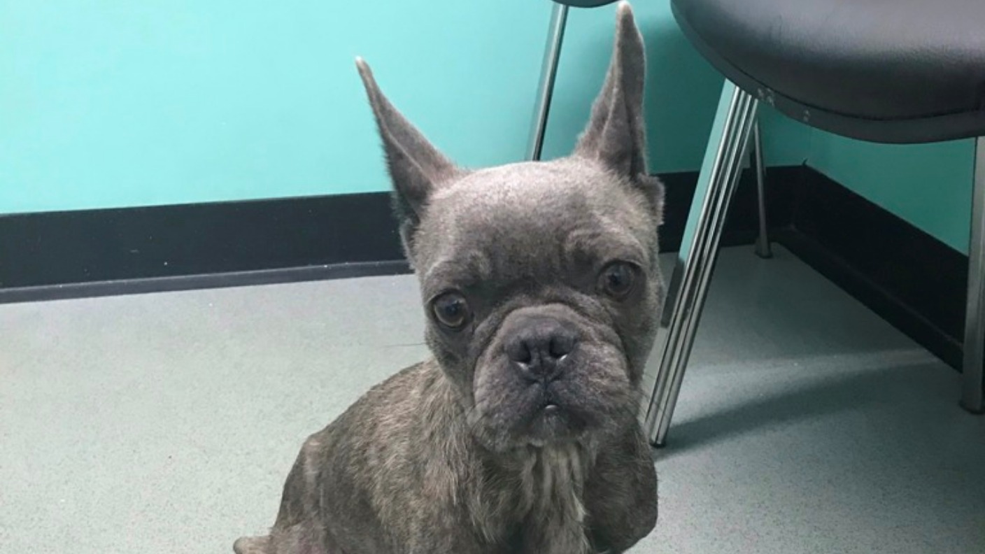 French bulldog sale rescue rspca