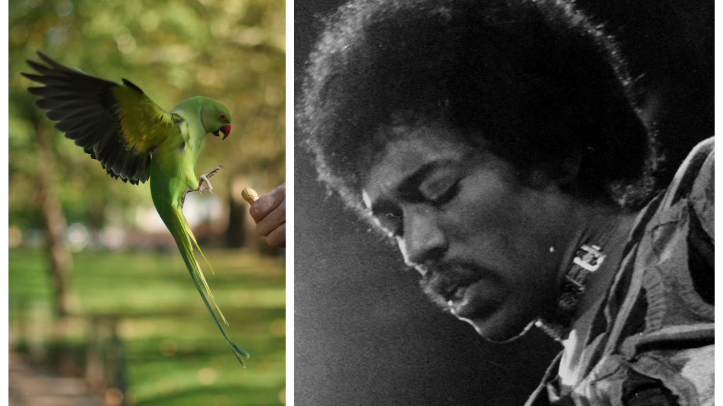 Scientists Debunk Myth Parakeets Were Brought To UK By Jimi Hendrix ...