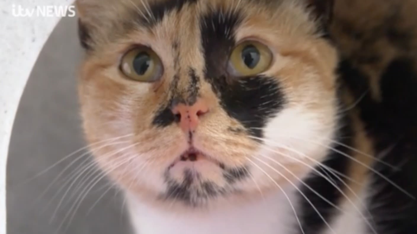 A Christmas Miracle Cat Survives 4000 Miles In Container Itv News Meridian 