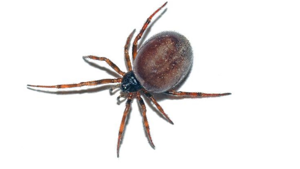 steatoda spider man