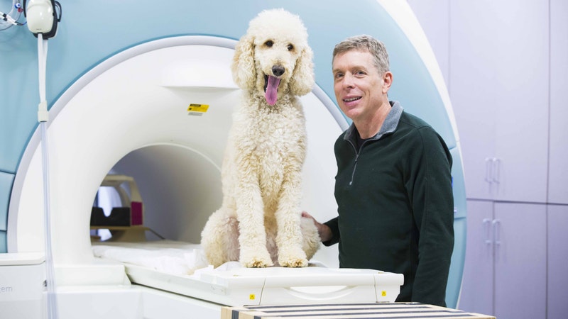 Paws for thought: Dogs ‘understand numerical quantities’ | ITV News