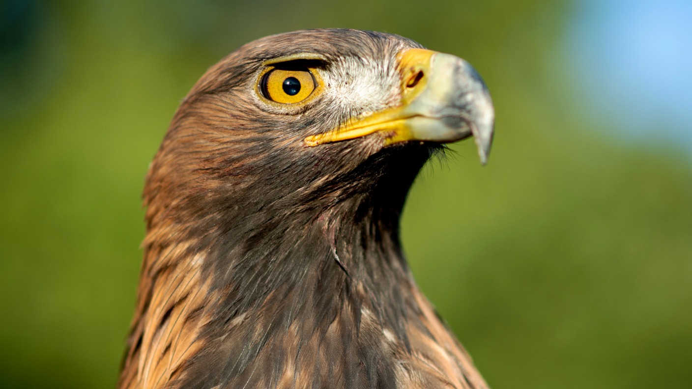 Thousands join Golden Eagle conservation project | ITV News Border