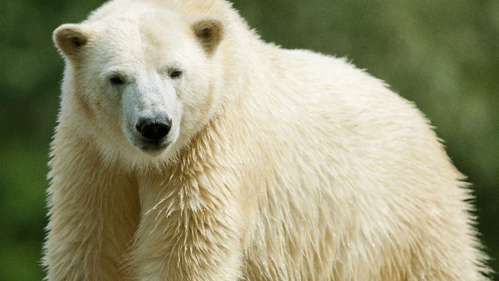 DNA research reveals polar bears may help solve mystery of the yeti ...